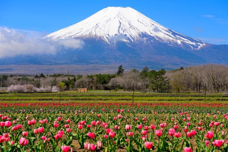 ทัวร์ญี่ปุ่น โตเกียว 6 วัน 3 คืน สวนดอกไม้ฮะนะโนะมิยะโกะ นั่งกระเช้าคาชิคาชิ บิน JL