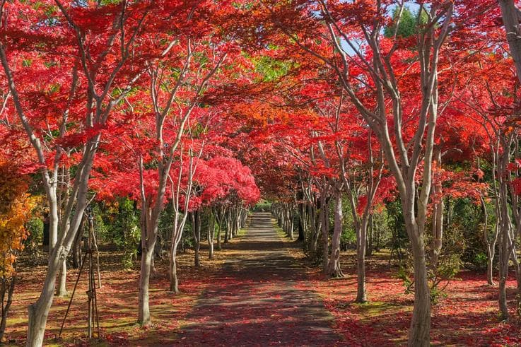 ทัวร์ญี่ปุ่น ฮอกไกโด 5 วัน 3 คืน อุโมงค์เมเปิ้ลสวนสาธารณะฮิราโอกะ ชมใบไม้เปลี่ยนสีที่สวนโอโดริ บิน TG