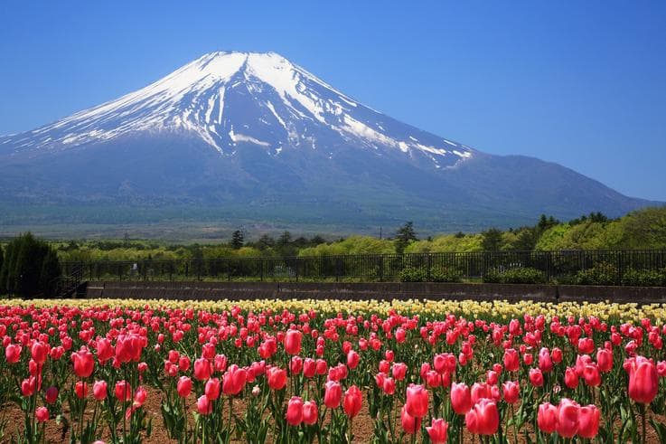ทัวร์ญี่ปุ่น โอซาก้า โตเกียว 6 วัน 3 คืน ศาลเจ้าฟูชิมิอินาริ สวนดอกไม้ฮานะโนะมิยาโกะ บิน JL