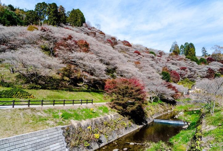 ทัวร์ญี่ปุ่น โอซาก้า โตเกียว 6 วัน 4 เทศกาลชมใบไม้เปลี่ยนสีพร้อมซากุระ เทศกาลโมมิจิไคโร คืน TG