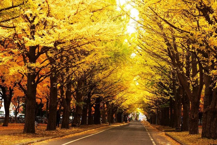 ทัวร์ญี่ปุ่น ฮอกไกโด 5 วัน 3 คืน ชมใบไม้เปลี่ยนสีที่มหาวิทยาลัยฮอกไกโด นั่งกระเช้าคุโรดาเกะ บิน XJ