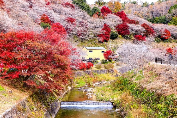 ทัวร์ญี่ปุ่น นาโกย่า โอซาก้า 6 วัน 4 คืน ชมซากุระสวนโอบาระ หมู่บ้านชิราคาวาโกะ หน้าผาโทจินโบ บิน TG