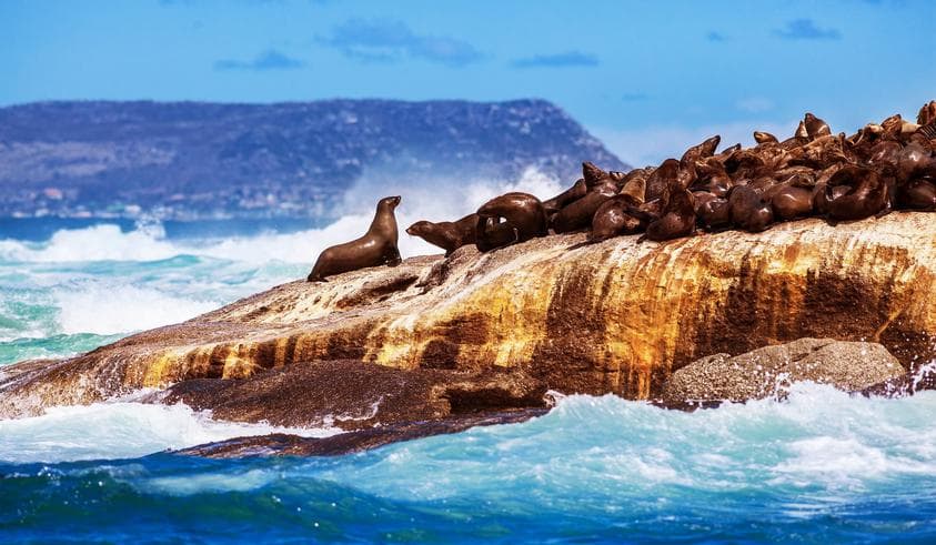 ทัวร์แอฟริกาใต้ โจฮันเนสเบิร์ก เคปทาวน์ 8 วัน 5 คืน เขตอนุรักษ์เอ็นตาเบนี่ ล่องเรือชมแมวน้ำ ชมฝูงนกเพนกวิน บิน SQ