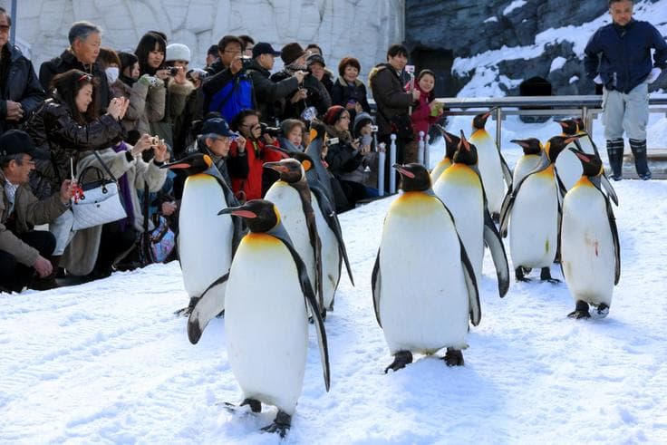 ทัวร์ญี่ปุ่น ฮอกไกโด 5 วัน 3 คืน สวนสัตว์อาซาฮิยาม่า กิจกรรมลานหิมะชิคิไซโนะโอกะ คลองโอตารุ บิน XJ