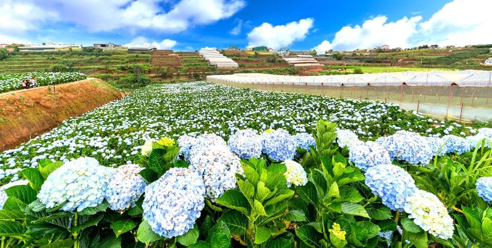 ทัวร์เวียดนามใต้ ดาลัด ญาจาง มุยเน่ โฮจิมินห์ 4 วัน 3 คืน สวนดอกไฮเดรนเยีย สวนดอกไม้เมืองหนาว บิน VZ