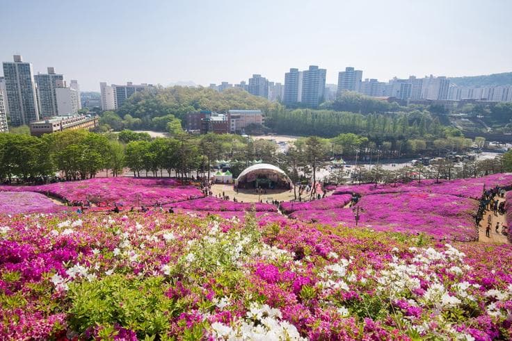ทัวร์เกาหลี โซล 5 วัน 3 คืน สวนสนุกเอเวอร์แลนด์ เทศกาลดอกทิวลิปแทอัน เทศกาลดอกอาซาเลีย บิน TG