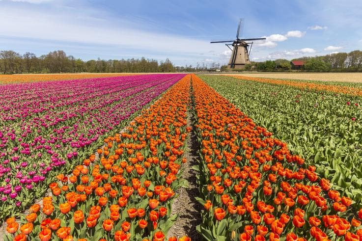 ทัวร์ยุโรป เบลเยี่ยม ลักเซมเบิร์ก เยอรมัน เนเธอร์แลนด์ 7 วัน 4 คืน ปราสาทไฮเดลเบิร์ก เทศกาลดอกไม้ที่สวนเคอเคนฮอฟ บิน EK