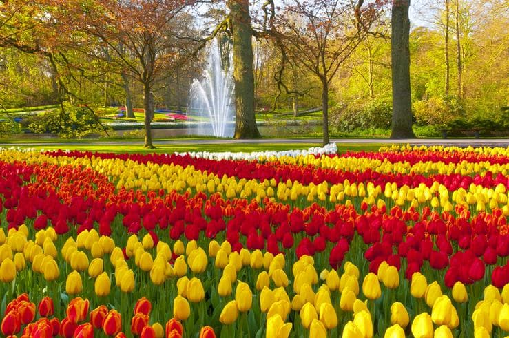 ทัวร์ยุโรป เยอรมัน เนเธอร์แลนด์ เบลเยี่ยม 9 วัน 6 คืน ปราสาทไฮเดลเบิร์ก เทศกาลดอกไม้เคอเคนฮอฟ บิน TG