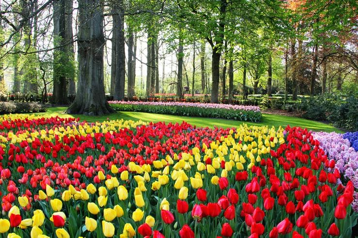 ทัวร์ยุโรป เบลเยี่ยม ลักเซมเบิร์ก เยอรมัน เนเธอร์แลนด์ 8 วัน 5 คืน ปราสาทไฮเดลเบิร์ก เทศกาลดอกไม้ที่สวนเคอเคนฮอฟ บิน TG