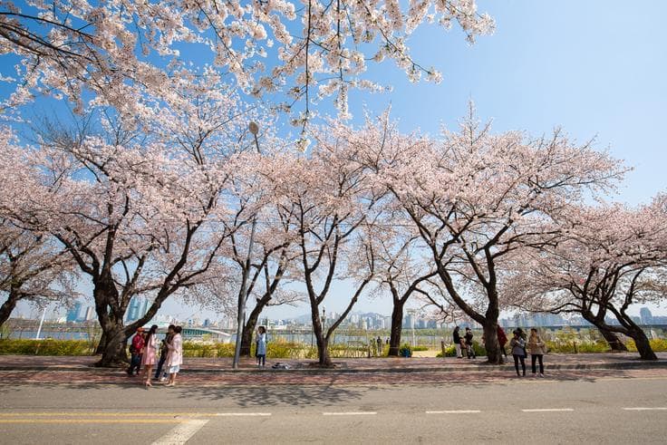 ทัวร์เกาหลี โซล 5 วัน 3 คืน พระราชวังเคียงบก สวนสาธารณะยออิโด บิน OZ