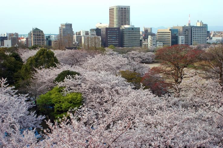 ทัวร์ญี่ปุ่น  โอซาก้า โตเกียว  6 วัน 4 คืน ชมสวนซากุระอันดับหนึ่งในโตเกียว ณ สวนอุเอะโนะ  บิน TG 