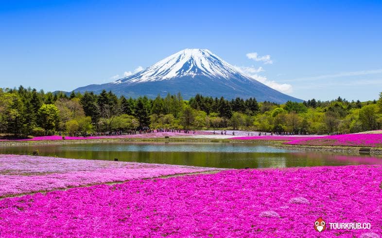 ทัวร์ญี่ปุ่น โตเกียว  6 วัน  3 คืน  ภูเขาไฟฟูจิ ชั้น 5  ชมชิบะซากุระ(พิ้งมอส) ชมดอกวิสทีเรีย สวนฮิตาชิซีไซด์พาร์ค  บิน TG 