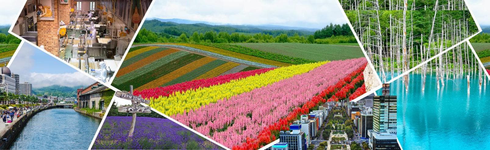 ทัวร์ญี่ปุ่น ฮอกไกโด 6 วัน 4 คืน ทุ่งดอกไม้สีรุ้ง โทมิตะ ฟาร์ม ทุ่งดอกลาเวนเดอร์  บิน TG