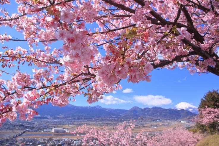 ทัวร์ญี่ปุ่น โตเกียว โอซาก้า 6 วัน 4 คืน เทศกาลดอกซากุระ ณ เมืองมาซึดะ  อิเคโนะไทระ 'สกีรีสอร์ท บิน TG 