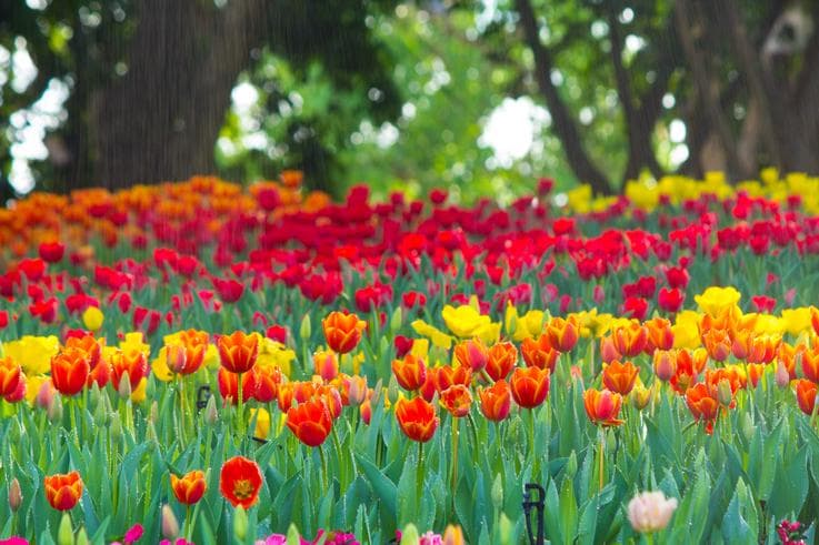 ทัวร์ยุโรป ฝรั่งเศส เบลเยี่ยม เนเธอร์แลนด์ เยอรมัน 8 วัน 5 คืน เทศกาลดอกไม้ ณ สวนคอยเคนฮอฟ พระราชวังแวร์ซายส์ บิน TG