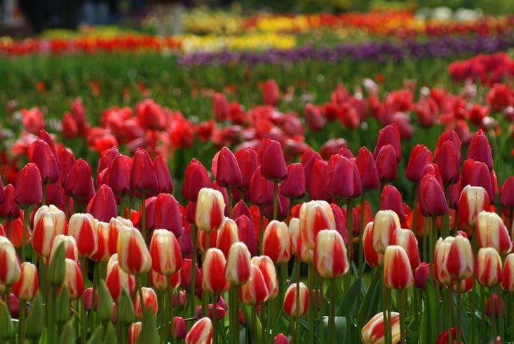 ทัวร์ยุโรปฝรั่งเศส เบลเยี่ยม เนเธอร์แลนด์   8 วัน 5  คืน หมู่บ้านกังหันลมซานสคันส์  เทศกาลดอกไม้ที่สวนเคอเคนฮอฟ  บิน BR