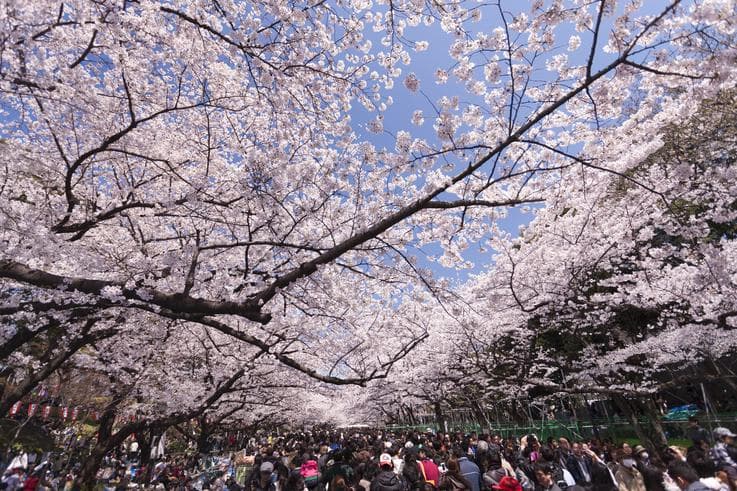 ทัวร์ญี่ปุ่น โตเกียว  5 วัน 3 คืน สวนดอกไม้ฮานะโนะมิยาโกะ  ชมซากุระสวนอุเอโนะ  บิน XJ