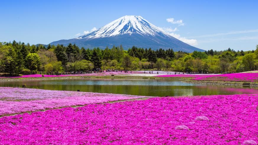 ทัวร์ญี่ปุ่น โตเกียว 6 วัน 3 คืน  ทุ่ง 3 ดอก ดอกพิ้งค์มอส ชมดอกวิสทีเรีย ชมทุ่งดอกนีโมฟีล่า บิน TG
