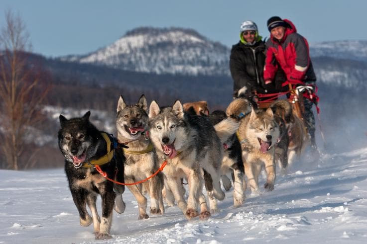 ทัวร์รัสเซีย มอสโคว์ ซากอร์ส 6 วัน 3 คืน พระราชวังเครมลิน นั่งสุนัขลากเลื่อน Husky sledge ตะลุยหิมะ บิน QR (dme08)