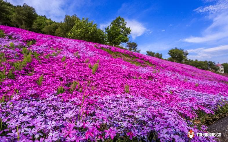 ทัวร์ญี่ปุ่น ฮอกไกโด ซัปโปโร 6 วัน 4 คืน ตื่นตาตื่นใจกับทุ่งดอกชิบะซากุระ สวนดอกทิวลิป บิน TG (HOK02)