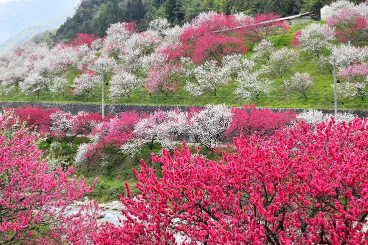 ทัวร์ญี่ปุ่น โตเกียว นาโกย่า 7 วัน 4 คืน เทศกาลดอกพีชบาน ชมความงามของดอกวิสทีเรีย ชมทุ่งดอกพิ้งมอส  ชมทุ่งเนะโมฟีล่า บิน JL 