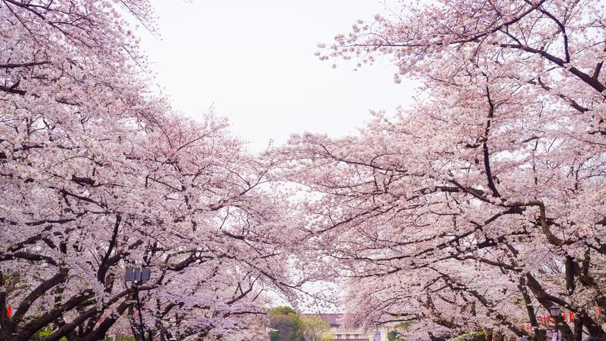 ทัวร์ญี่ปุ่น โอซาก้า เกียวโต โตเกียว 6 วัน 4 คืน HAMAMATSU FLOWER PARK (ชมซากุระ+ทิวลิป) ชมซากุระ ณ สวนอุเอโนะ *นั่งรถไฟชินคันเซ็น บิน TG 