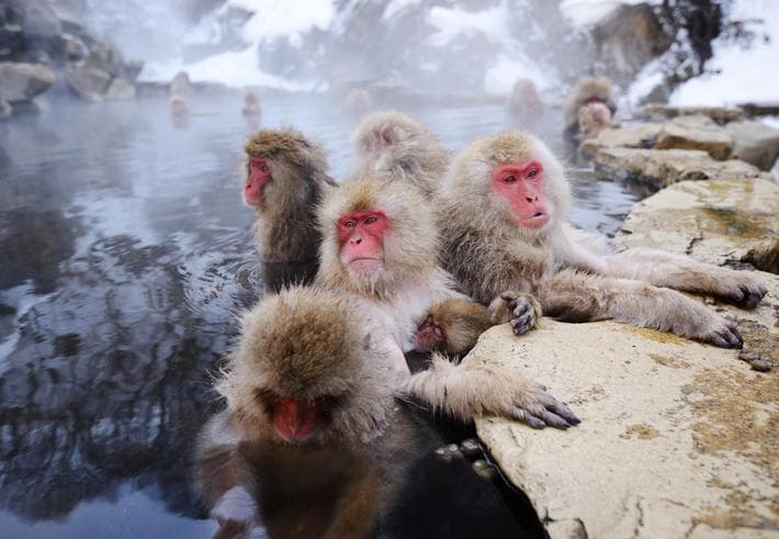 ทัวร์ญี่ปุ่น ฮอกไกโด ฮาโกดาเตะ 5 วัน 3 คืน นั่งกระเช้าไฟฟ้าสู่ภูเขาไฟอูสุ  สวนพฤกษชาติ(ลิงแช่ออนเซ็น) บิน XJ 