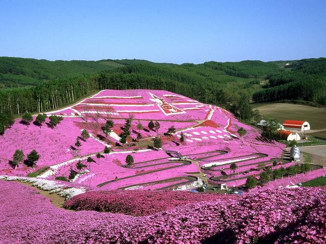 ทัวร์ญี่ปุ่น ฮอกไกโด ซัปโปโร 6 วัน 4 คืน สุดฟิน !!! ชมทุ่งดอกพิ้งมอส / ดอกทิวลิป / ดอกนาโนะฮานะ พิพิธภัณฑ์หิมะไอซ์พาวิลเลียน บิน XJ