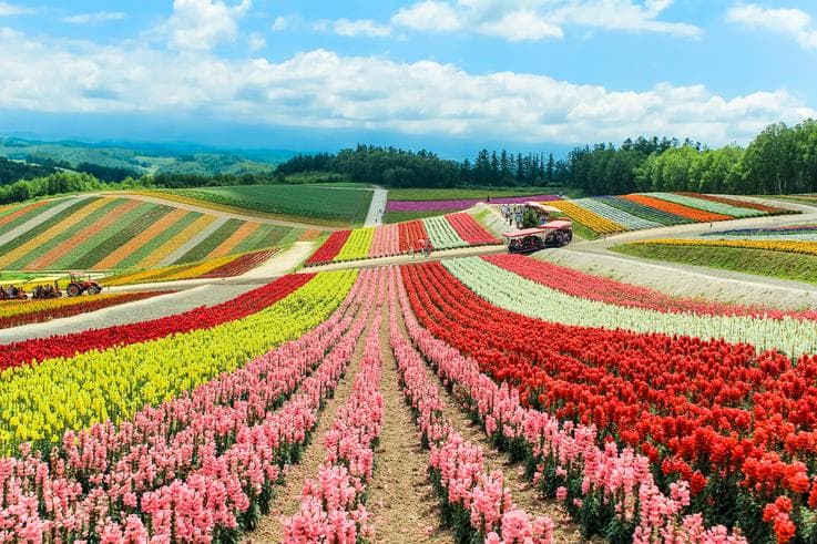 ทัวร์ญี่ปุ่น ฮอกไกโด 5 วัน 3 คืน ตื่นตาตื่นใจกับทุ่งดอกไม้หลากสีสัน 'ชิคิไซ โนะ โอกะ'  สวนสัตว์อาซาฮียาม่า  บิน XJ