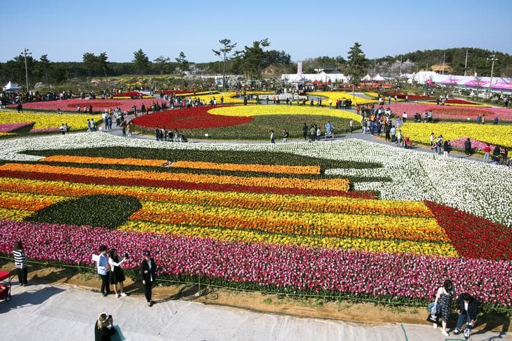 ทัวร์เกาหลี อินชอน 5 วัน 3 คืน เทศกาลดอกทิวลิป TAEAN TULIP FESTIVAL  สวนสนุกเอเวอร์แลนด์ คาเฟ่ ONE PIECE  บิน XJ 