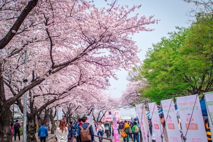 ทัวร์เกาหลี กรุงโซล 5 วัน 3 คืน สวนสนุก LOTTE WORLD ชมดอกซากุระ ณ สวนยออิโด(เฉพาะช่วงซากุระบาน) บิน LJ