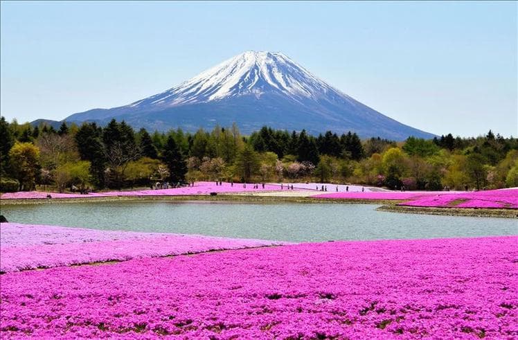 ทัวร์ญี่ปุ่น โตเกียว 5 วัน 3 คืน ภูเขาไฟฟูจิ(ชั้น5) เทศกาลทุ่งดอกพิงคืมอส 'ฟูจิชิบะซากุระ' บิน JL