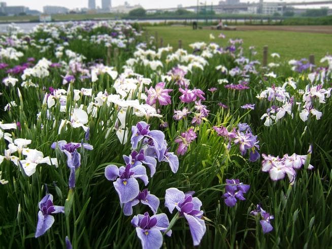 ทัวร์ญี่ปุ่น โตเกียว 5 วัน 3 คืน เทศกาลชมดอกไอริส หมู่บ้านโอชิโนะฮัคไค บิน XJ