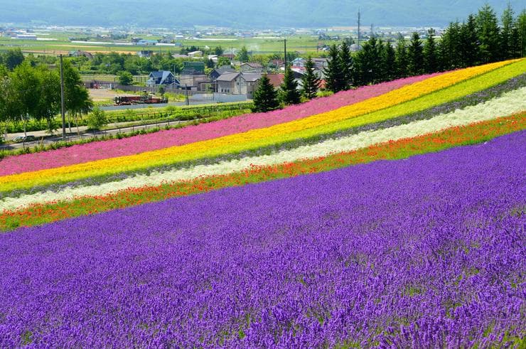 ทัวร์ญี่ปุ่น ฮอกไกโด  5 วัน 3 คืน ฟาร์มชิคิไซโนโอกะ ทุ่งดอกไม้หลากสีฟาร์มโทมิตะ บิน XJ 
