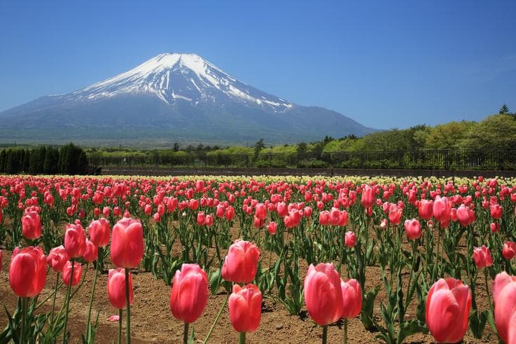 ทัวร์ญี่ปุ่น โตเกียว 5 วัน 3 คืน ภูเขาไฟฟูจิชั้น5(ขึ้นอยู่กับสภาพอากาศ) ละลานตาทุ่งดอกไม้ ณ สวนฮานาโนะมิโยโกะ บิน XJ