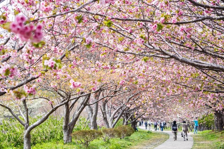 ทัวร์ญี่ปุ่น ฮอกไกโด 5 วัน 3 คืน  สวนสัตว์อาซาฮิยาม่า บ่อน้ำสีฟ้า ชมซากุระ บานสะพรั่งทั่วเกาะฮอกไกโด บิน XJ