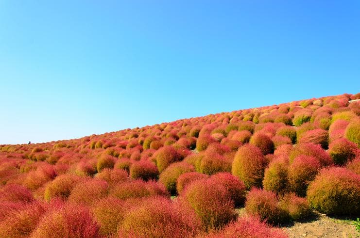 ทัวร์ญี่ปุ่น โตเกียว 4 วัน 3 คืน ภูเขาไฟฟูจิ(ชั้นที่5) ชมดอกไม้แดงโคเชีย (ฤดูใบไม้เปลี่ยนสี) บิน XJ