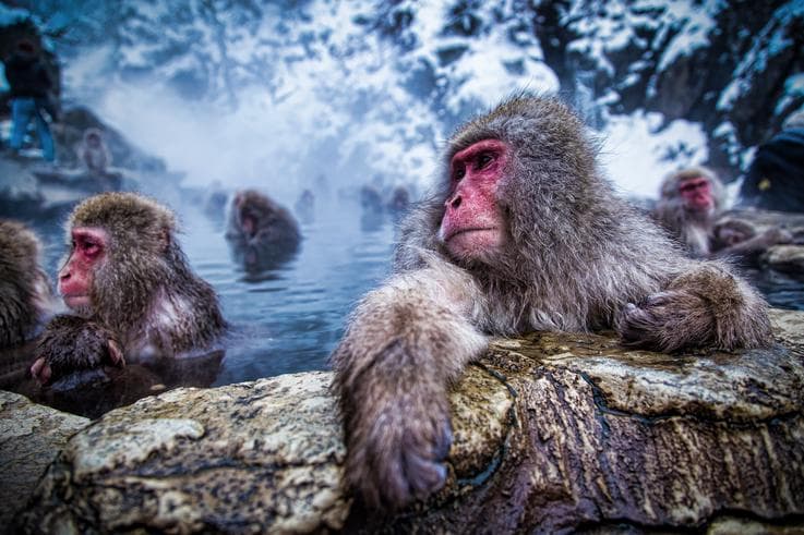 ทัวร์ญี่ปุ่น นาโกย่า โอซาก้า 5 วัน 3 คืน สัมผัสประสบการณ์ 'ลิงแช่ออนเซ็น' ฟาร์มวาซาบิ บิน TG