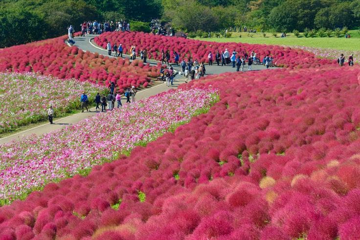 ทัวร์ญี่ปุ่น โตเกียว 6 วัน 3 คืน ภูเขาไฟฟูจิ(ชั้น5) ล่องเรือทะเลสาบอาชิ สวนดอกไม้ฮิตาชิซีไซด์พาร์ค บิน TG
