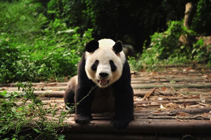 ทัวร์จีน เฉินตู 5 วัน 3 คืน อุทยานซงผิงโกว อุทยานหวงหลง ศูนย์อนุรักษ์หมีแพนด้าตูเจียงเอี้ยน บิน MU