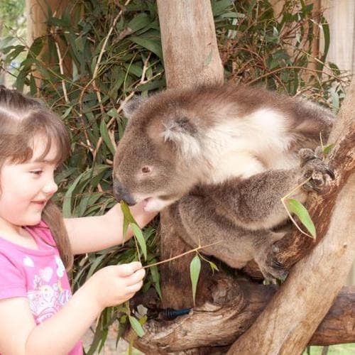 สวนสัตว์พื้นเมือง Maru Koala and Animal Park