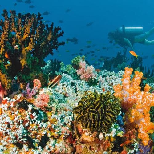 ดำน้ำดูปะการังมัลดีฟส์