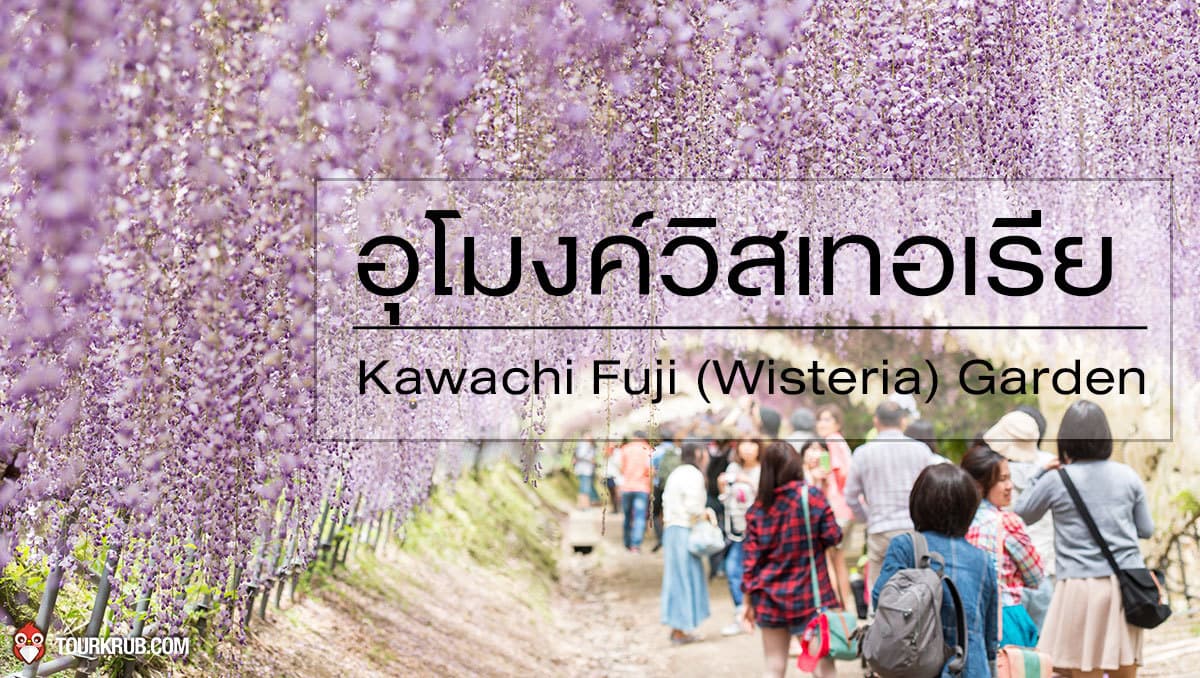 อุโมงค์วิสเทอเรีย - Kawachi Fuji (Wisteria) Garden