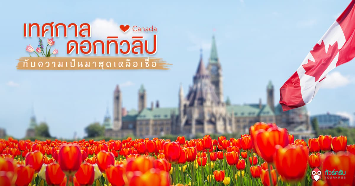 ชม ‘เทศกาลดอกทิวลิป’ ที่ประเทศแคนาดา พร้อมบอกประวัติความเป็นมาสุดเหลือเชื่อ