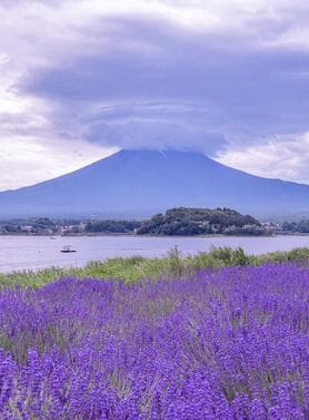 17215 ทัวร์ญี่ปุ่น วัน 3 คืน สวนดอกไม้ฮา นะโนะมิยาโกะ หมู่บ้านโอชิโนะฮักไก ช้อบปิ้งย่านชินจูกุ 5 บิน ไทยแอร์เอเชียเอกซ์