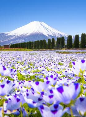 17230 ทัวร์ญี่ปุ่น วัน 4 คืน ย่านเมืองเก่าคาวาโกเอะ อิออนมอลล์มัตสึโมโตะ สวนดอกไม้ฮานะโนะมิยาโกะ 6 บิน ไทยแอร์เอเชียเอกซ์