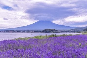 17215 ทัวร์ญี่ปุ่น วัน 3 คืน สวนดอกไม้ฮา นะโนะมิยาโกะ หมู่บ้านโอชิโนะฮักไก ช้อบปิ้งย่านชินจูกุ 5 บิน ไทยแอร์เอเชียเอกซ์